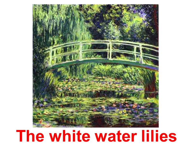 The white water lilies